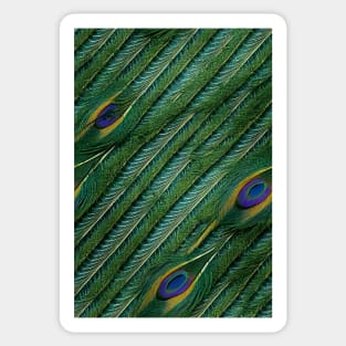 Beautiful colorful Peacock feather pattern - perfect for birdlovers #2 Sticker